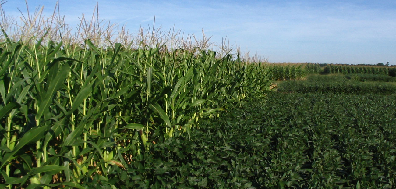 Integrated Pest Management for corn & soybeans - Corn & Soybean Field