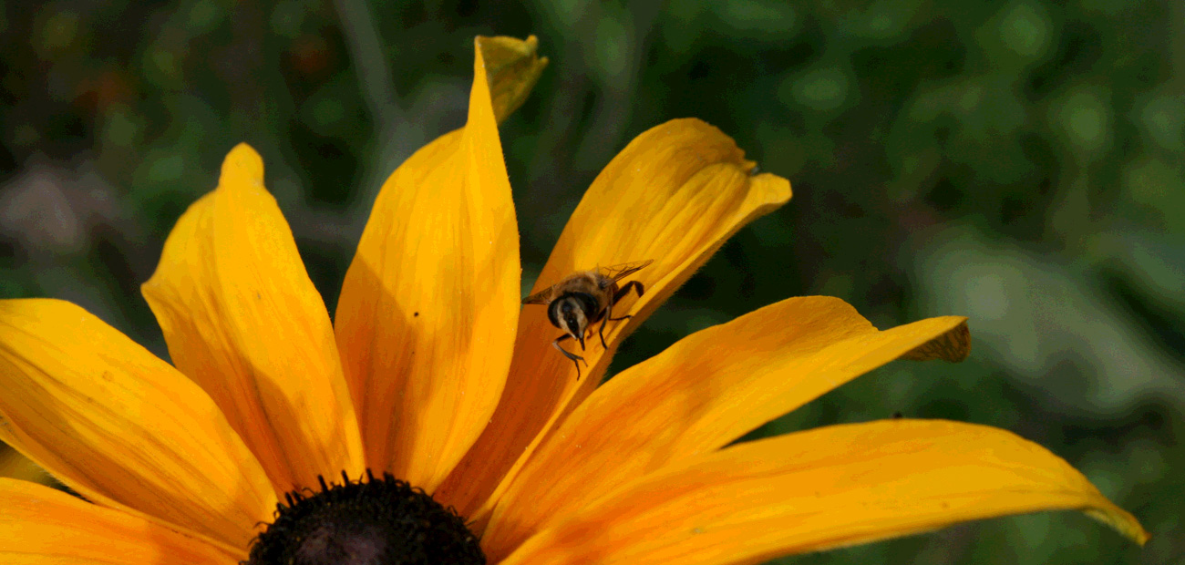 Part of the Pollinator Health Strategy - Bee on Yellow Flower